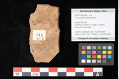 Foto (Objekt + Etikett) von Pinus praelarix Ettingshausen (NHMW-GEO-2024-0188-0314)